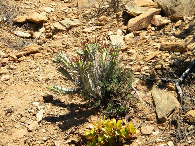 Euphorbia heptagona, photographed by Tim Kirsten