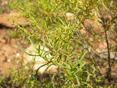 Aizoon africanum, photographed by Tim Kirsten