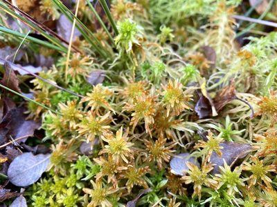 Sphagnum fallax, photographed by Andrew Melton