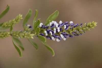 Psoralea spicata, photographed by Tony Rebelo