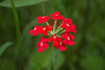 Verbena tweedieana, photographed by Facundo Chieffo