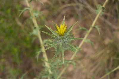 Carthamus lanatus, photographed by Facundo Chieffo