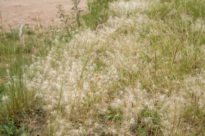 Bouteloua megapotamica, photographed by Facundo Chieffo