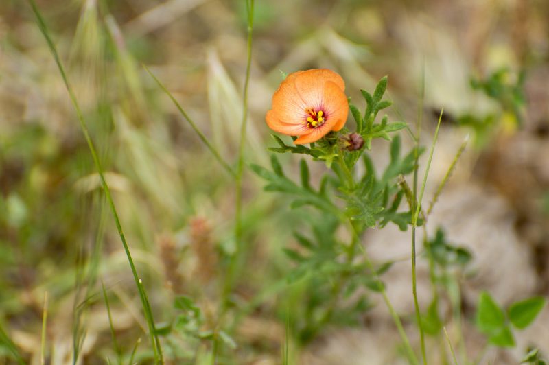 Turnera sidoides, photographed by Facundo Chieffo