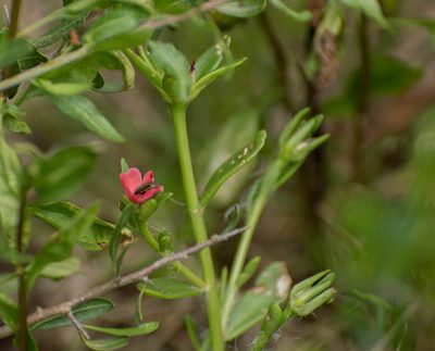 Portulaca cryptopetala, photographed by Facundo Chieffo