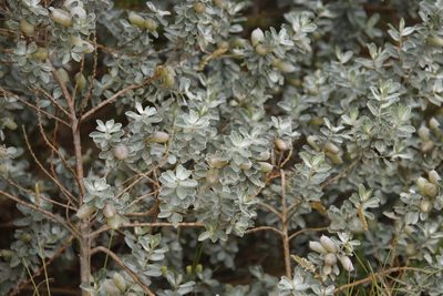 Podalyria sericea, photographed by Tony Rebelo
