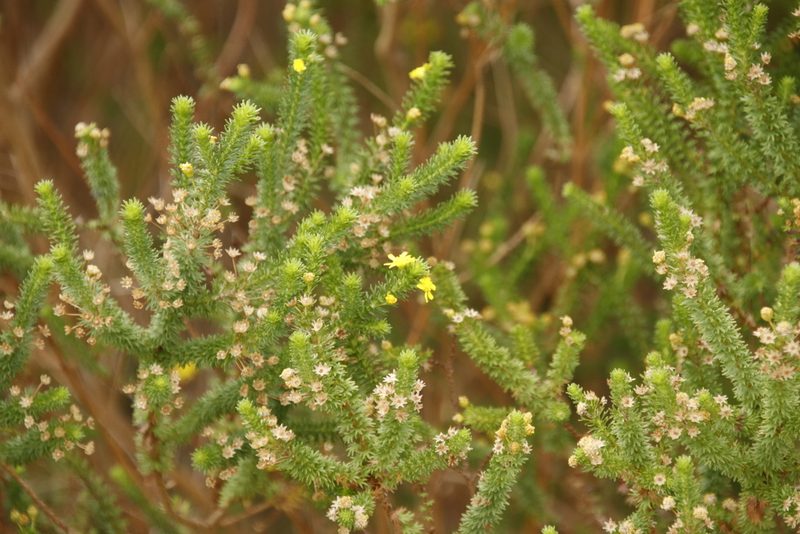 Euryops virgineus, photographed by Tony Rebelo