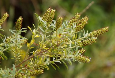 Psoralea spicata, photographed by Tony Rebelo