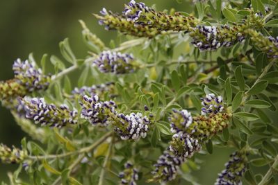 Psoralea spicata, photographed by Tony Rebelo
