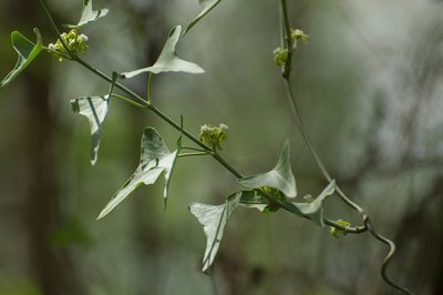 Araujia brachystephana, photographed by Facundo Chieffo