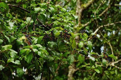 Viburnum rugosum, photographed by gwynmwilliams