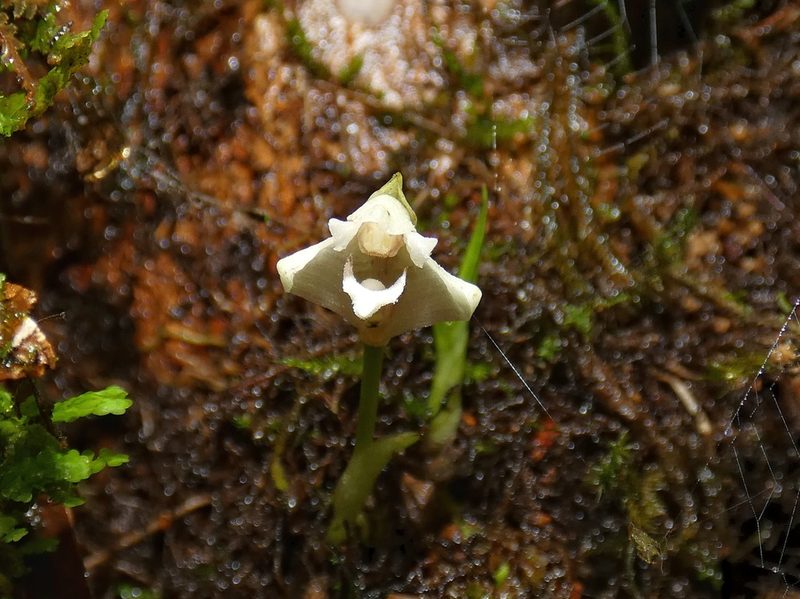 Maxillaria angustissima, photographed by Kai Squires