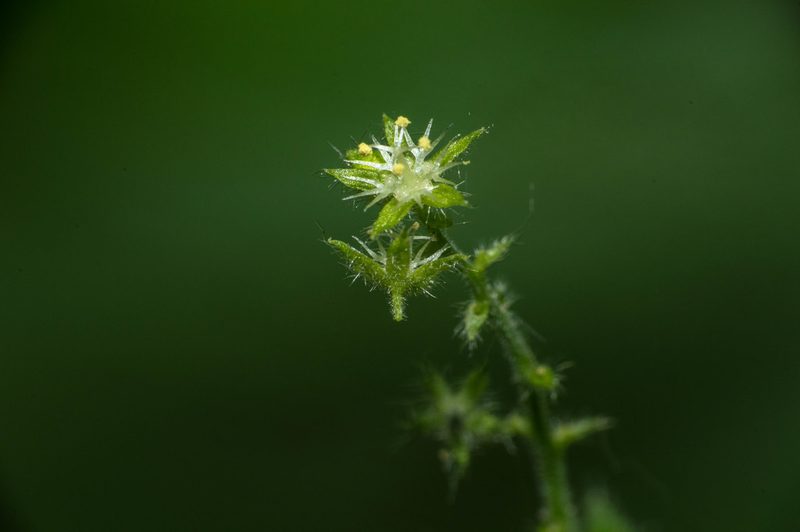 Chiropetalum griseum, photographed by Facundo Chieffo