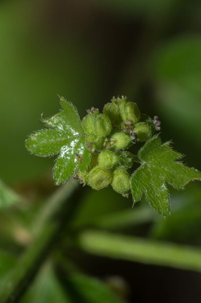 Chiropetalum griseum, photographed by Facundo Chieffo