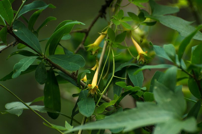 Tropaeolum pentaphyllum, photographed by Facundo Chieffo