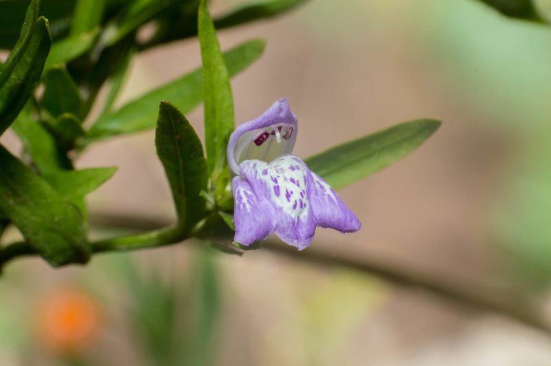 Poikilacanthus tweedieanus, photographed by Facundo Chieffo
