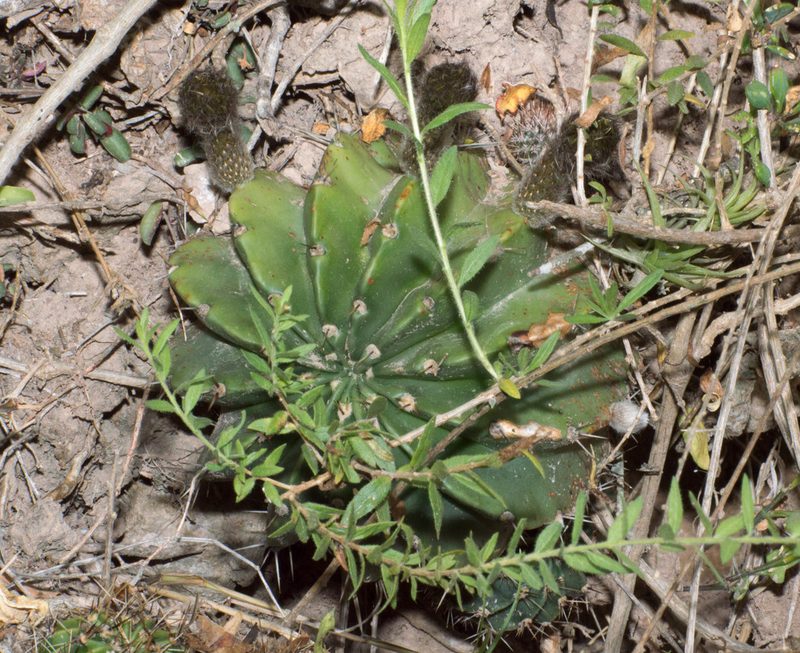 Echinopsis oxygona, photographed by Facundo Chieffo