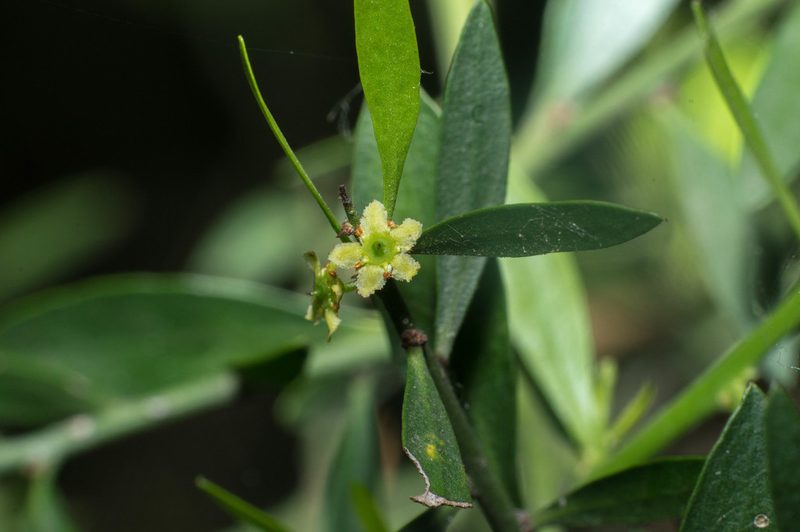 Maytenus spinosa, photographed by Facundo Chieffo