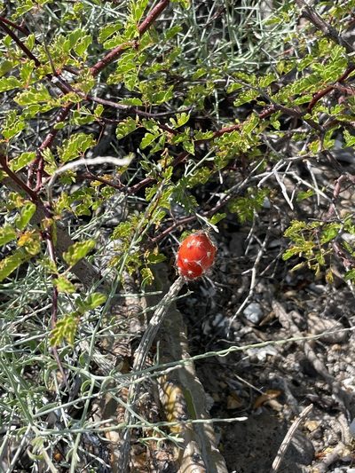 Peniocereus striatus, photographed by Sula Vanderplank