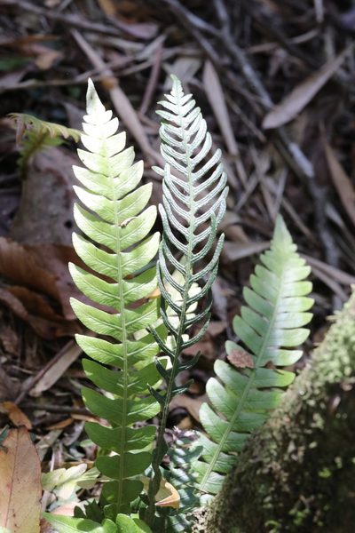 Austroblechnum lechleri, photographed by nitsuga74