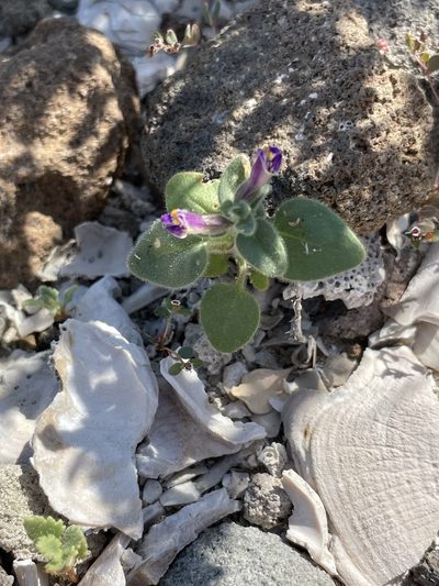 Pseudorontium cyathiferum, photographed by Sula Vanderplank