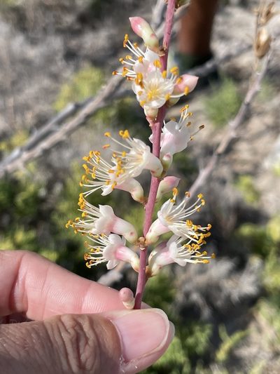 Fouquieria burragei, photographed by Sula Vanderplank