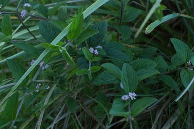 Lippia alba, photographed by Facundo Chieffo
