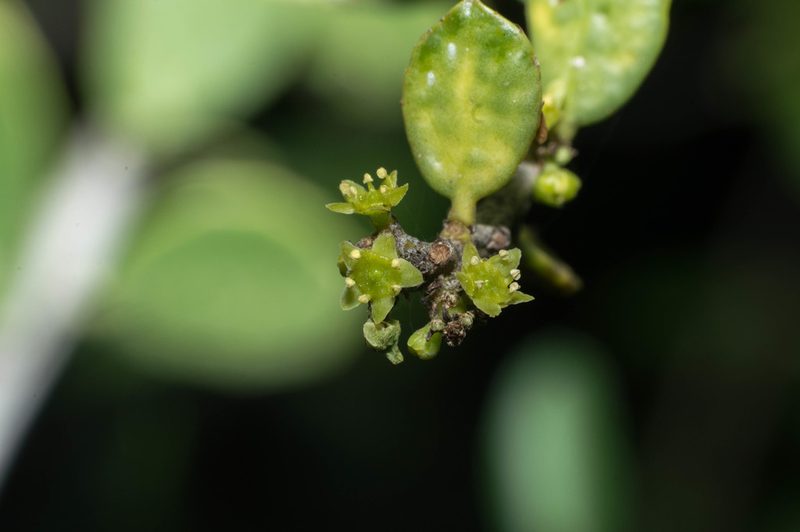 Maytenus vitis-idaea, photographed by Facundo Chieffo