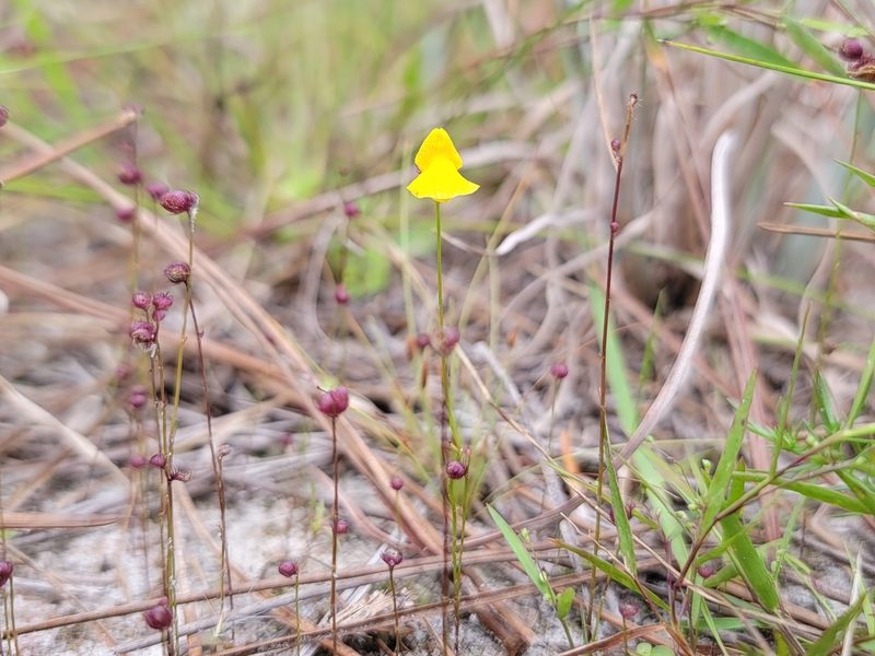 Utricularia simulans, photographed by Michelle Sevcovas