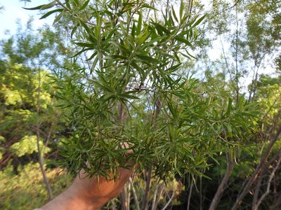 Baccharis dracunculifolia, photographed by Leonel Roget