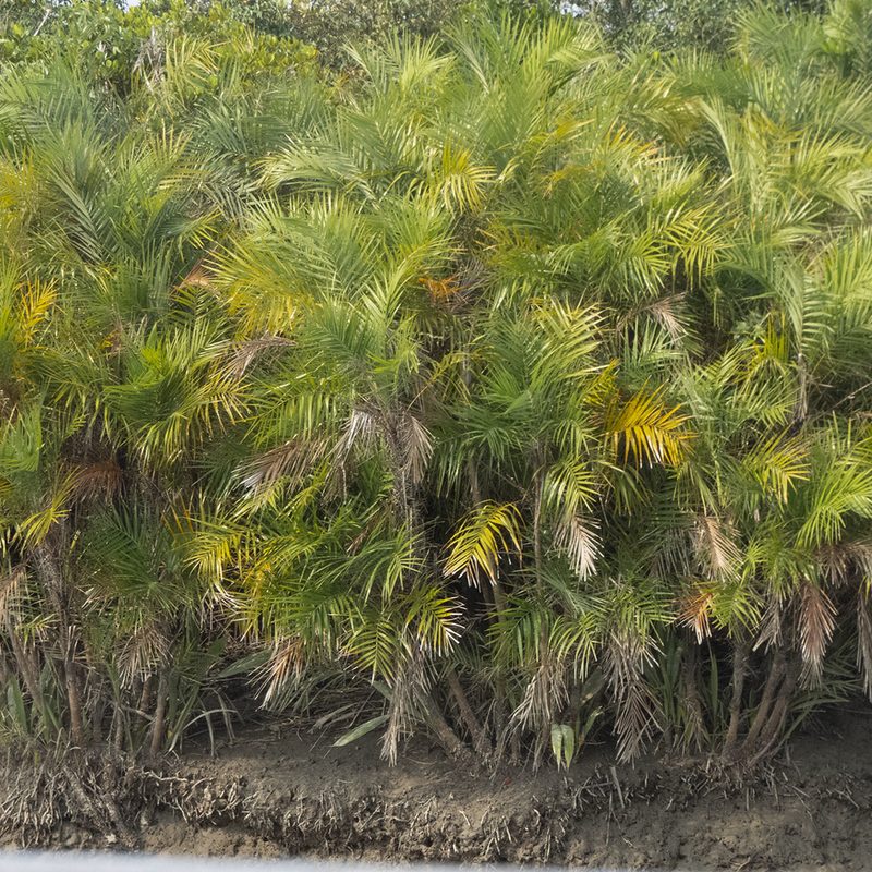 Phoenix paludosa, photographed by Paulmathi Vinod