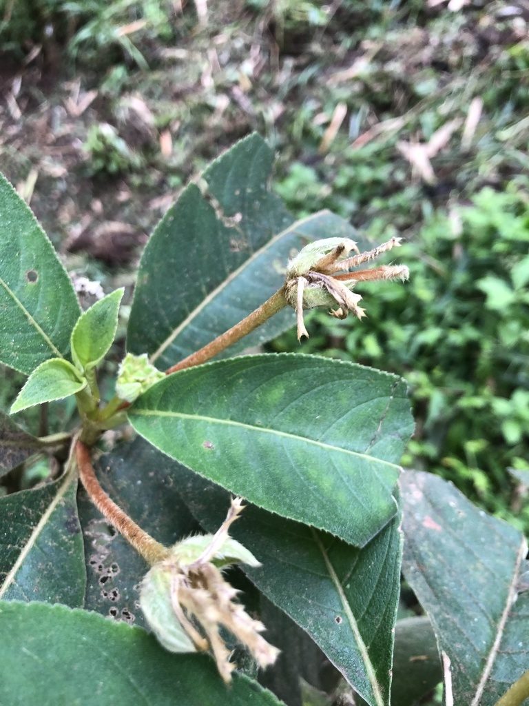 Pearcea reticulata, photographed by Skjold Søndergaard