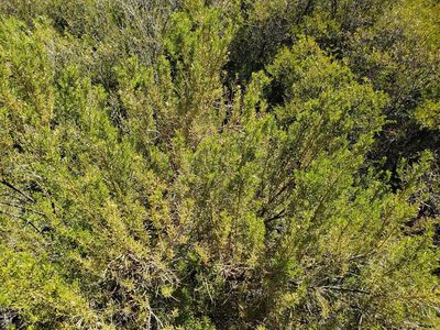 Baccharis linearis, photographed by Cesar Ormazabal