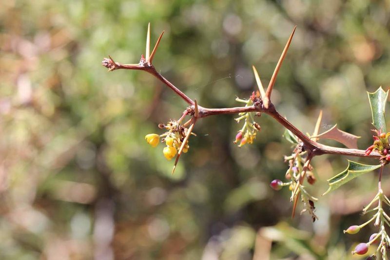 Berberis chilensis, photographed by Cesar Ormazabal