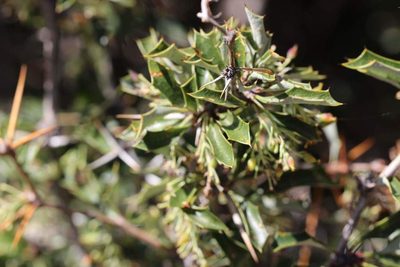 Berberis chilensis, photographed by Cesar Ormazabal