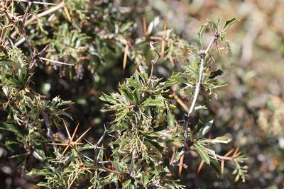 Berberis chilensis, photographed by Cesar Ormazabal