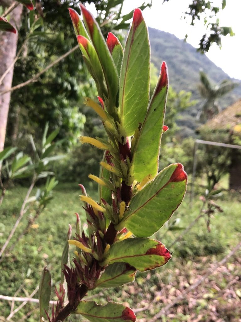 Columnea orientandina, photographed by Skjold Søndergaard