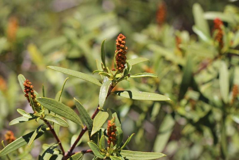 Colliguaja salicifolia, photographed by Cesar Ormazabal