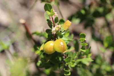 Guindilia trinervis, photographed by Cesar Ormazabal
