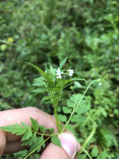 Valeriana chaerophylloides, photographed by Skjold Søndergaard