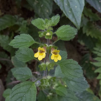 Lindenbergia muraria, photographed by Paulmathi Vinod
