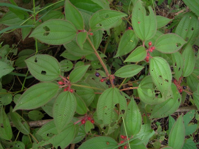Miconia petiolaris, photographed by Neptalí Ramírez Marcial