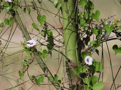 Ipomoea amnicola, photographed by Jared Shorma
