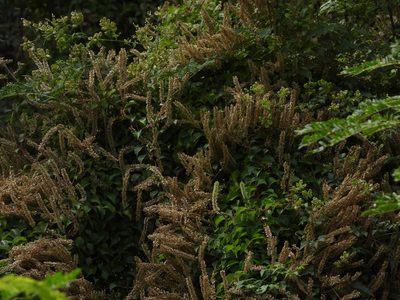 Anredera vesicaria, photographed by Jared Shorma