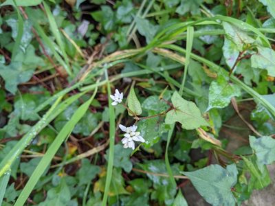 Polygonum biconvexum, photographed by Chen Jia Hong