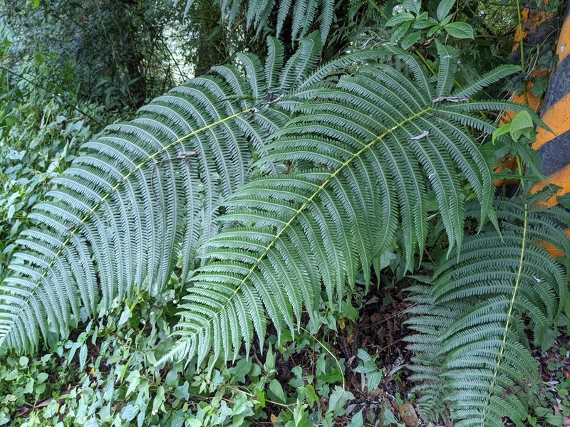 Glaphyropteridopsis erubescens, photographed by Chen Jia Hong