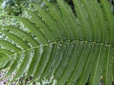 Glaphyropteridopsis erubescens, photographed by Chen Jia Hong
