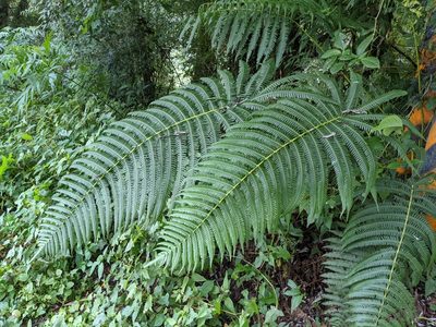 Glaphyropteridopsis erubescens, photographed by Chen Jia Hong