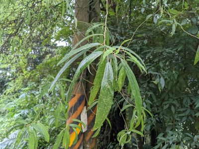 Debregeasia orientalis, photographed by Chen Jia Hong