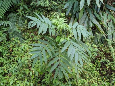 Sambucus javanica, photographed by Chen Jia Hong
